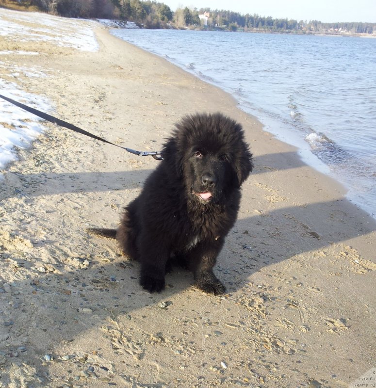 Фото: ньюфаундленд Супер Премиум Нью-Йорк