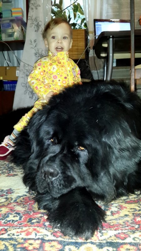 Фото: ньюфаундленд Их Высочество Владлена Маджикс, и Ромашка