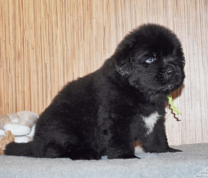 Фото: Бегущая по волнам Роллер Костер