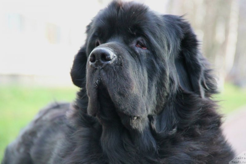 Фото: ньюфаундленд Смигар Викки-Шер