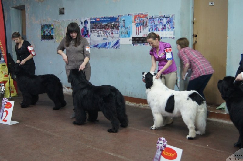 Фото: ньюфаундленд Сент Джонс Ульрика (Sent Djons Ulrika), ньюфаундленд Сент Джонс Царевна Лебедь (Sent Djons Carevna Lebed)