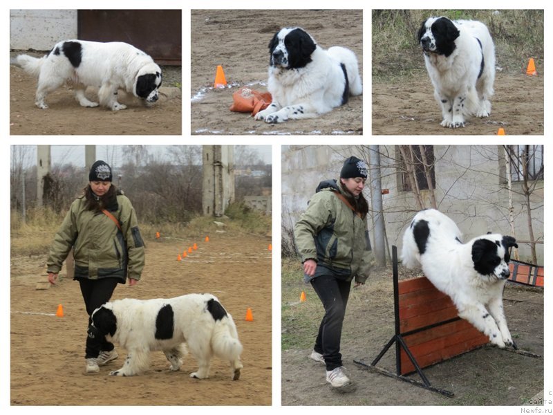 Фото: ньюфаундленд Сент Джонс Царевна Лебедь (Sent Djons Carevna Lebed), Наталья Борисова