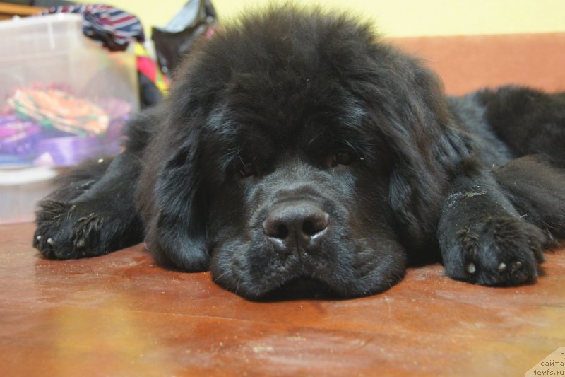 Фотография № 139160