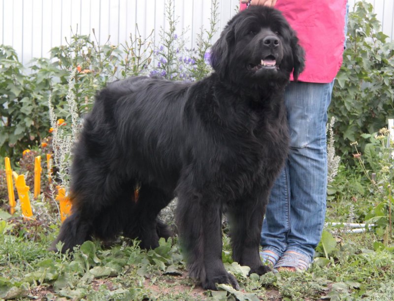 Фото: ньюфаундленд Сибирочка Супер Стар