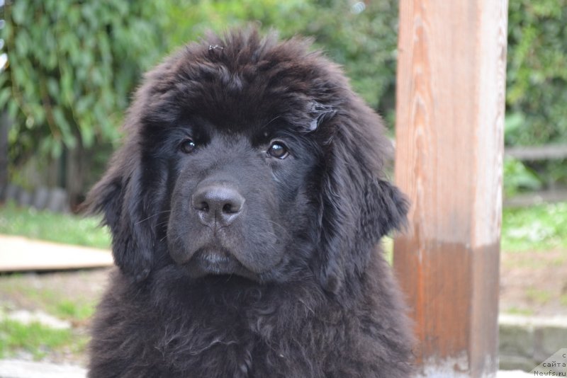 Фото: ньюфаундленд Талисман Моря Магия Волн