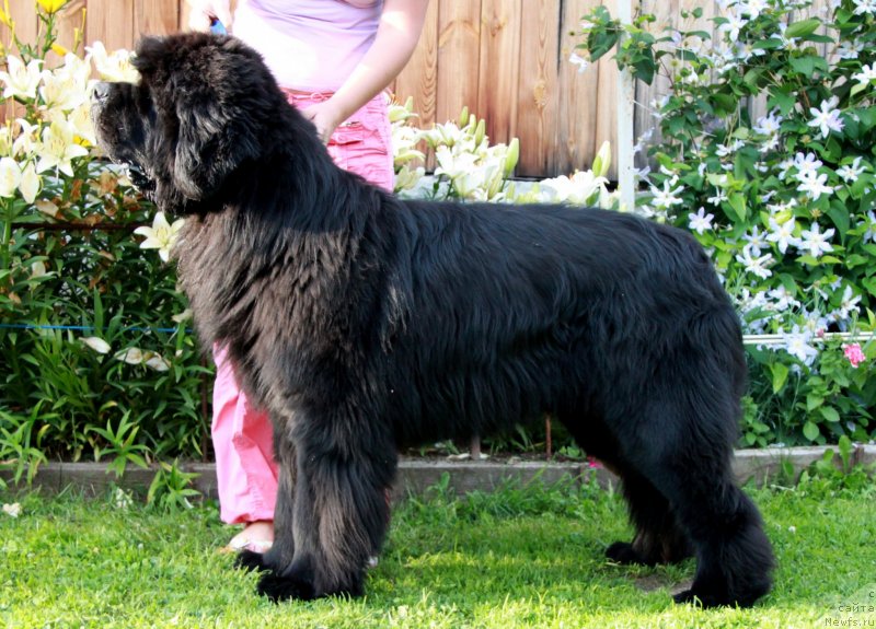 Фото: ньюфаундленд Моон Броок Аристократ (Moon Brook Aristocrat)