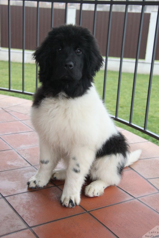 Фото: ньюфаундленд Аквиан Сонг Монтана