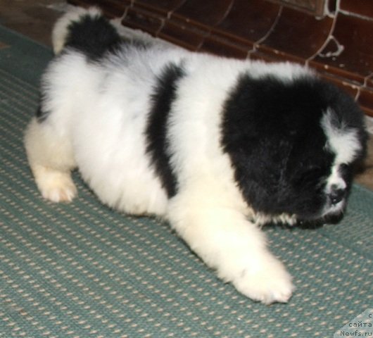 Фото: ньюфаундленд Плюшевая Панда Эрос (Plushevaya Panda Eros)