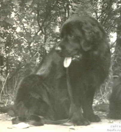 Фото: ньюфаундленд Крези Марчелл