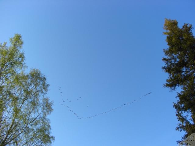 Фотография № 13920