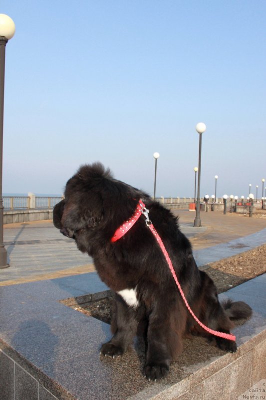 Фото: ньюфаундленд Сент Джонс Жирар Реми (Sent Djons Zhirar Remi), Юрий Рахтиенко