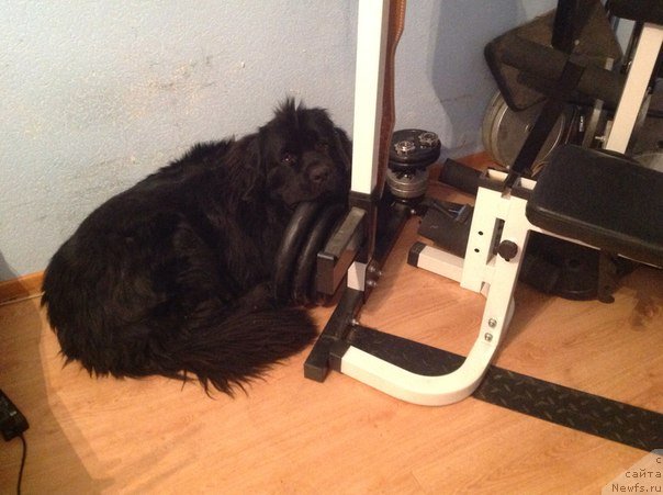 Фото: ньюфаундленд Сириус Блэк Вэй