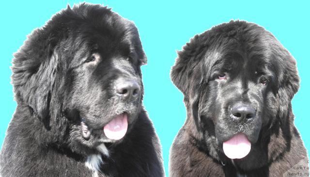 Фото: ньюфаундленд Смигар Шаловливый Медведь (Smigar Shalovlivy Medved), ньюфаундленд Смигар Шелковая Ночь (Smigar Shelkovaya Noch)