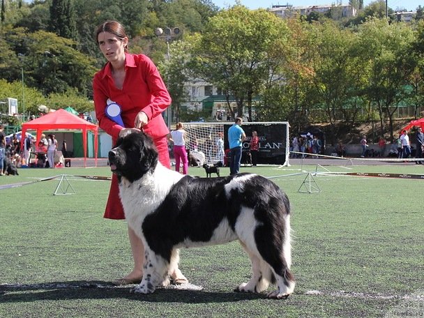 Фото: ньюфаундленд Aleze Beautiful Princess Aqua Pearl