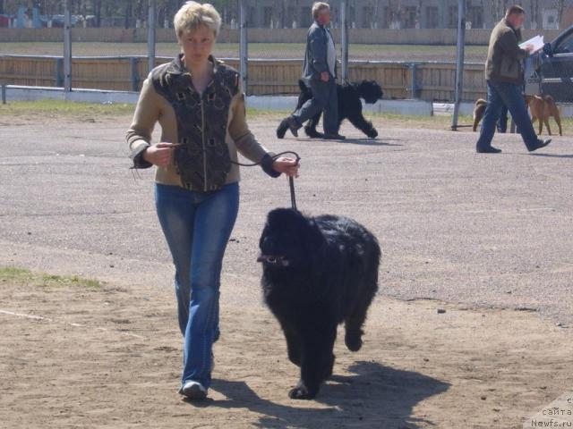 Фото: ньюфаундленд Рябинушка от Сибирского Медведя