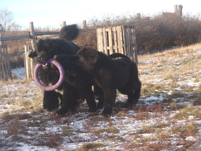 Фото: ньюфаундленд Promise To Love Midnight Bear