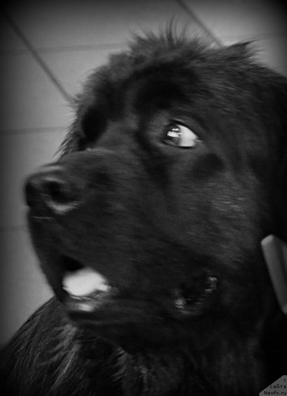 Фотография № 139279