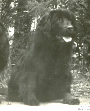 Фото: ньюфаундленд Кэрол Марчелл