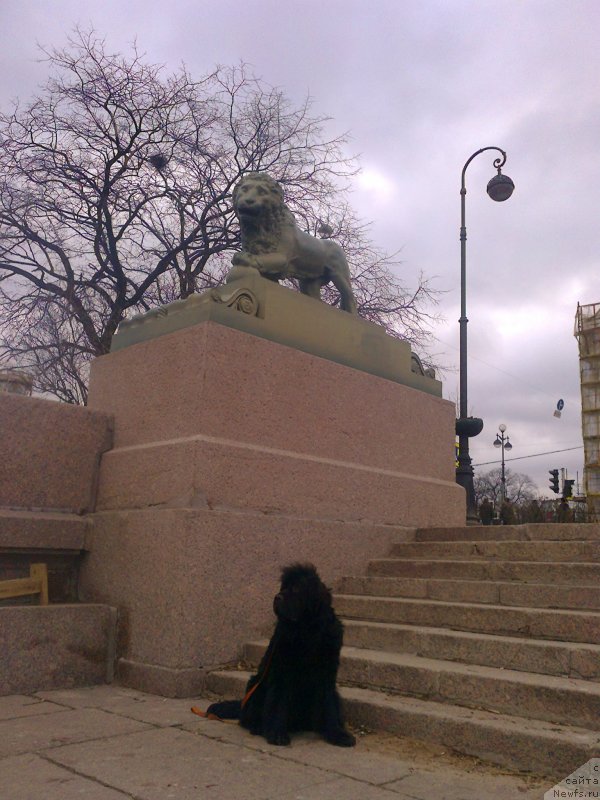 Фото: ньюфаундленд Циннамон БельФра Шармэль из Аркаима (Tsinnamon Bel' Fra Sharmel iz Arkaima)