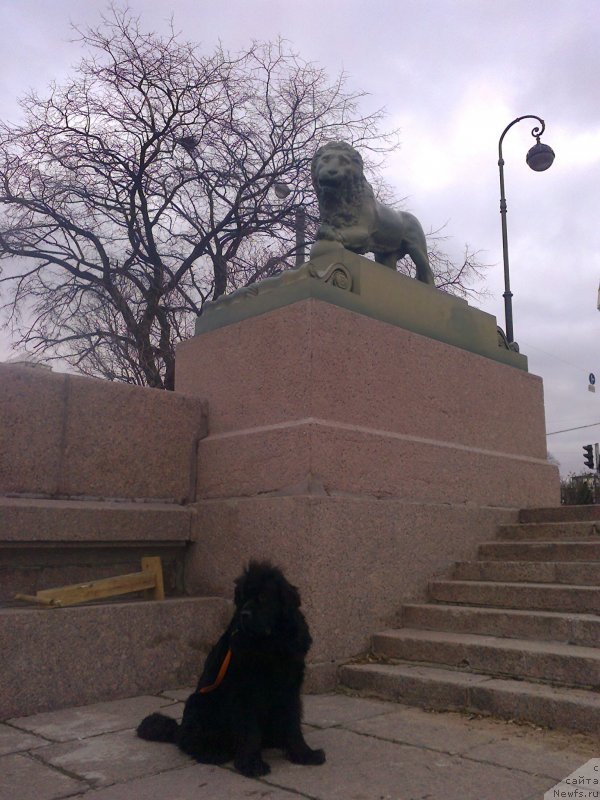 Фото: ньюфаундленд Циннамон БельФра Шармэль из Аркаима (Tsinnamon Bel' Fra Sharmel iz Arkaima)