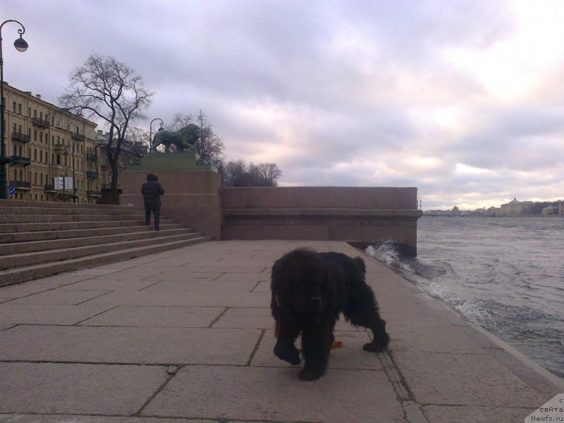 Фото: ньюфаундленд Циннамон БельФра Шармэль из Аркаима (Tsinnamon Bel' Fra Sharmel iz Arkaima)