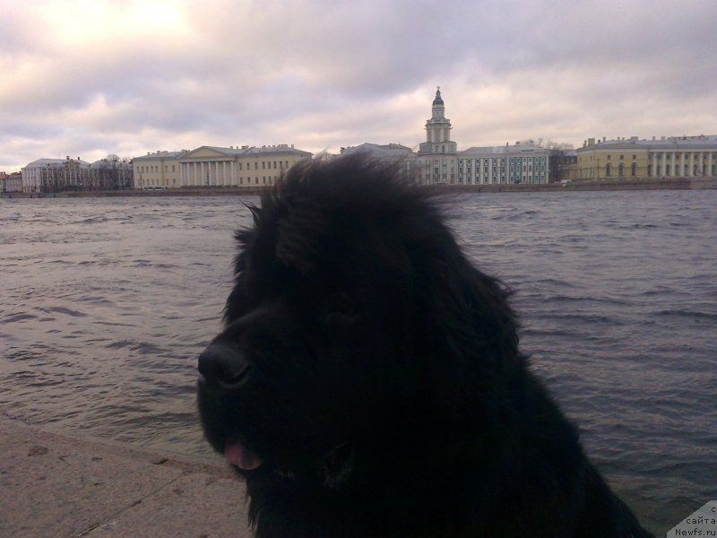 Фото: ньюфаундленд Циннамон БельФра Шармэль из Аркаима (Tsinnamon Bel' Fra Sharmel iz Arkaima)