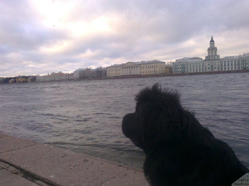 Фото: ньюфаундленд Циннамон БельФра Шармэль из Аркаима (Tsinnamon Bel' Fra Sharmel iz Arkaima)