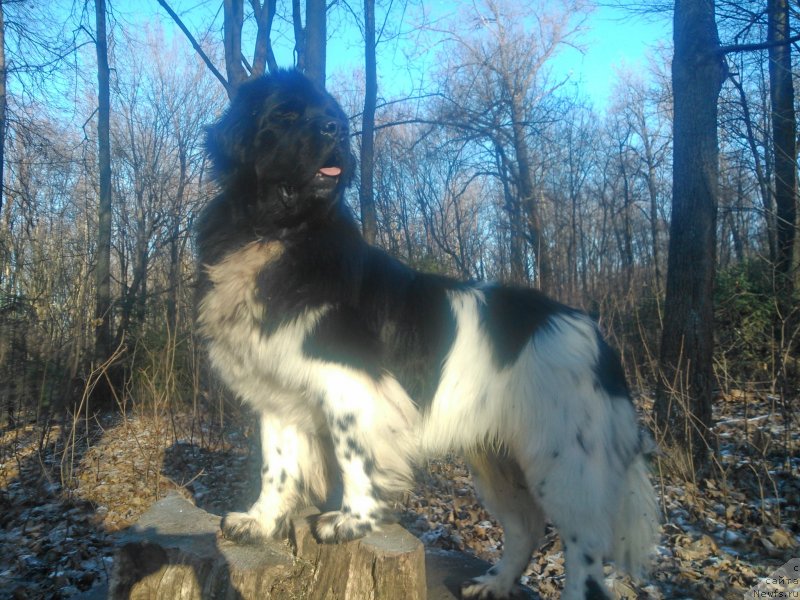 Фото: ньюфаундленд Плюшевая Панда Ферреро Ронд Нуар (Plushevaya Panda Ferrero Rond Noir)