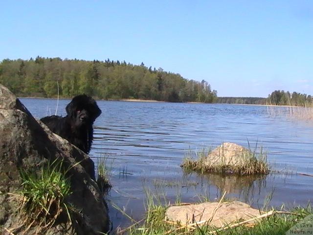 Фото: ньюфаундленд Талула Белл (Talula Bell)