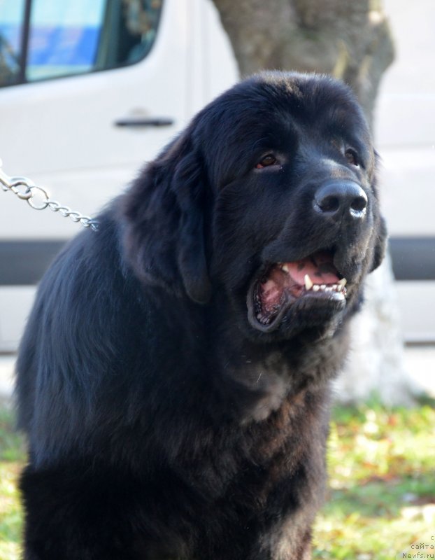 Фото: ньюфаундленд Амбер Чарм Ин Такт