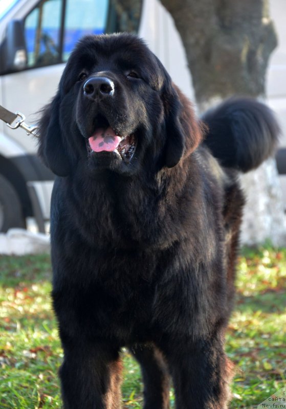 Фотография № 139365