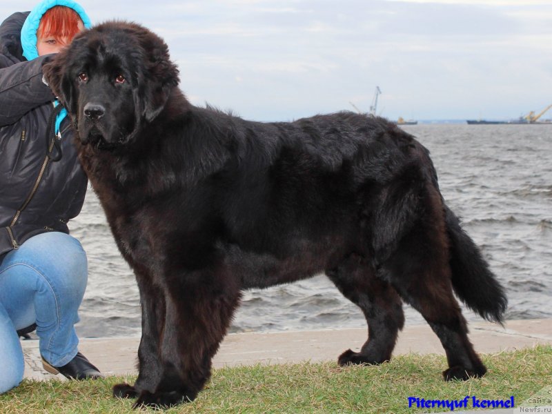 Фото: ньюфаундленд Питерньюф ИСК (Piternyuf ICQ)