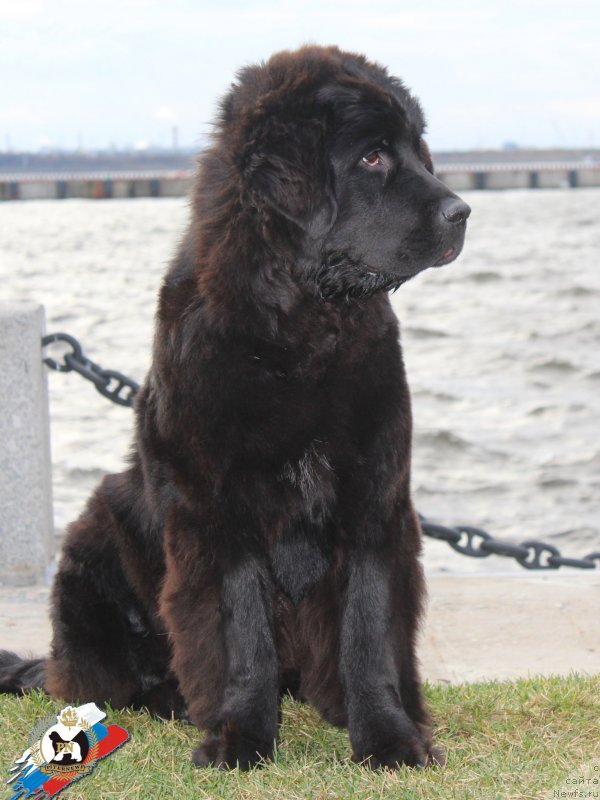 Фото: ньюфаундленд Питерньюф ИСК (Piternyuf ICQ)