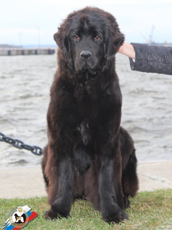 Фото: ньюфаундленд Питерньюф ИСК (Piternyuf ICQ)