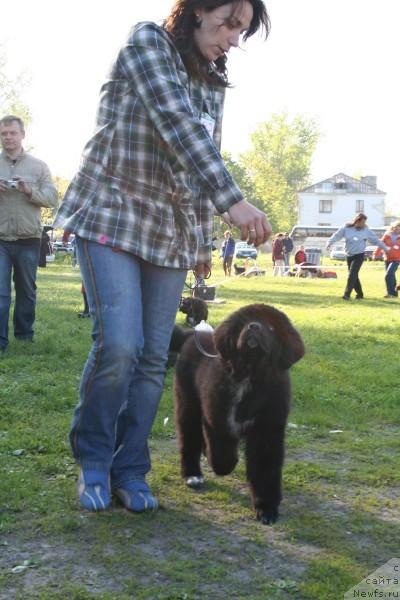 Фото: ньюфаундленд Питерньюф Жизнь Хороша (Piternyuf Zhizn' Horosha)