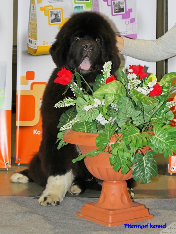 Фото: ньюфаундленд Питерньюф Омниа Винсет Амор (Piternyuf Omnia Vincet Amor)