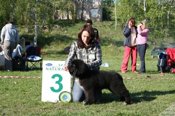Фото: ньюфаундленд Питерньюф Жизнь Хороша (Piternyuf Zhizn' Horosha)