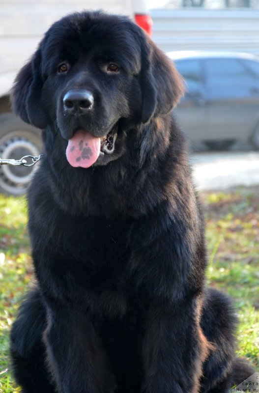 Фотография № 139386