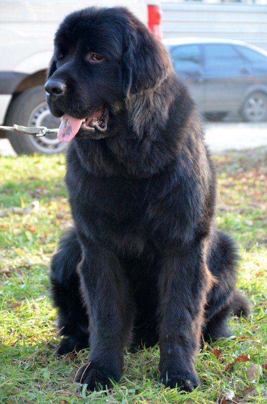 Фото: ньюфаундленд Амбер Чарм Ин Такт