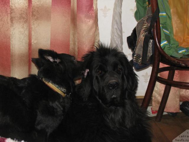 Фото: Фэста, ньюфаундленд Сангрия