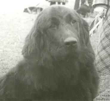 Фото: ньюфаундленд Женни Марч