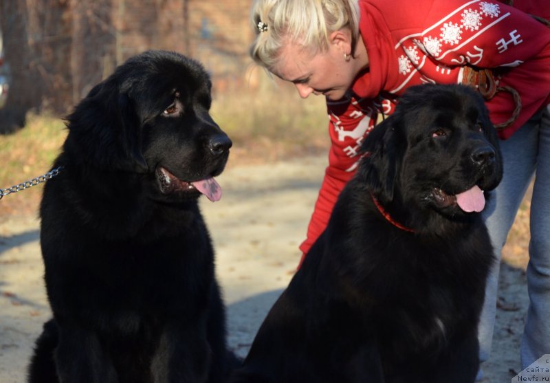Фото: ньюфаундленд Амбер Чарм Ин Такт, ньюфаундленд Амбер Чарм Иларита (Amber Charm Ilarita)
