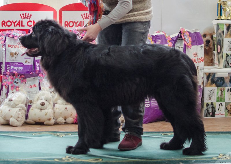 Фото: ньюфаундленд Таормина из Племени Кедра