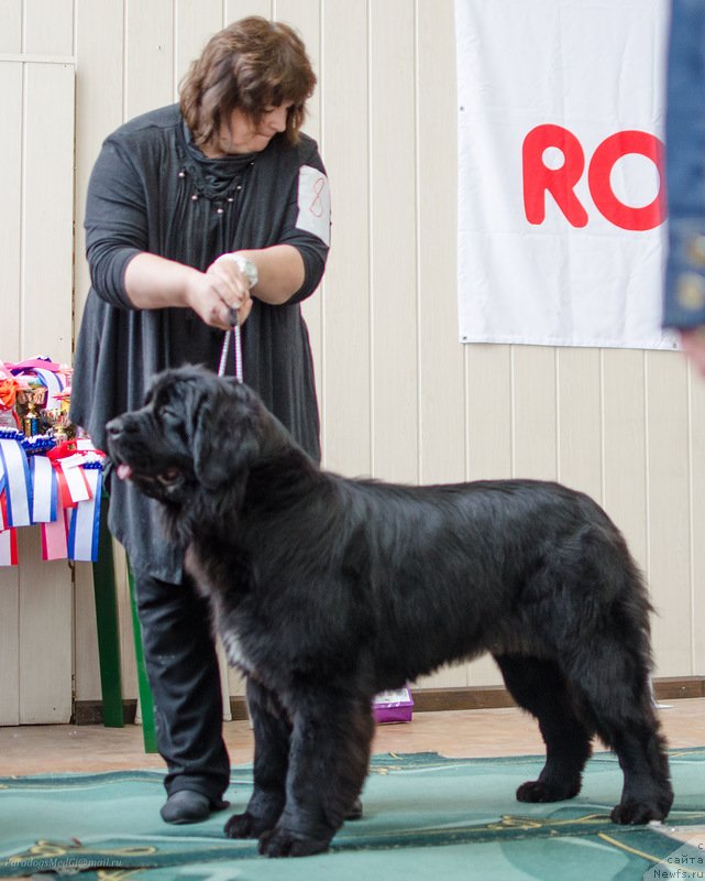 Фото: ньюфаундленд Ютландия от Сибирского Медведя (Yutlandia ot Sibirskogo Medvedja)