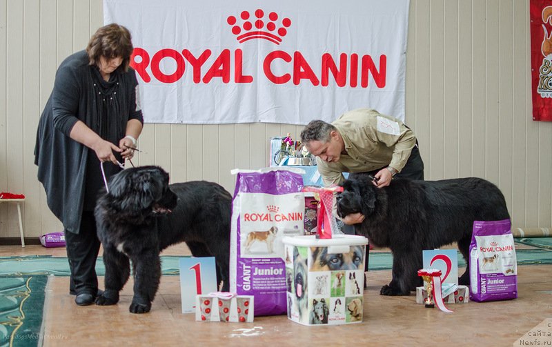 Фото: ньюфаундленд Ютландия от Сибирского Медведя (Yutlandia ot Sibirskogo Medvedja), ньюфаундленд Соло Юта из Племени Кедра