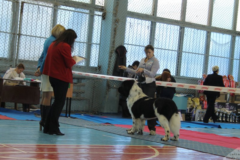 Фото: ньюфаундленд Степная Пальмира Естественно Я Лучший