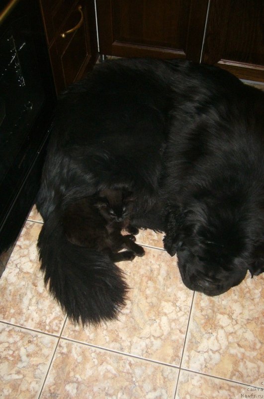 Фото: ньюфаундленд Дак Прайд Версаче (Dark Pride Versace)