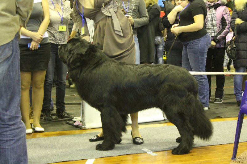 Фото: ньюфаундленд Аквиан Сонг Инсайд Ми Ворд, Анна Масальская