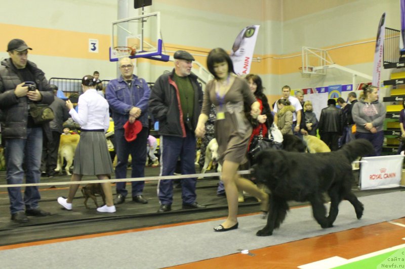 Фото: ньюфаундленд Аквиан Сонг Инсайд Ми Ворд, Анна Масальская