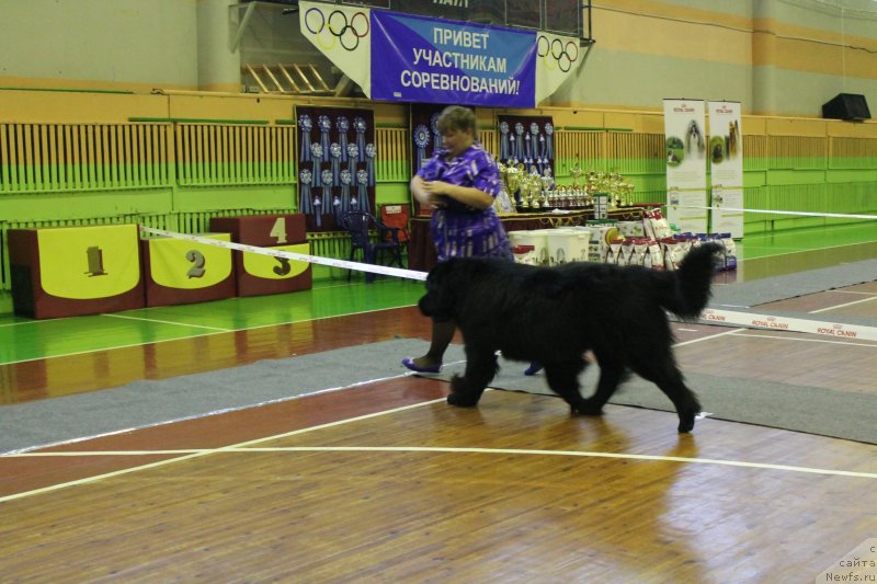 Фото: ньюфаундленд Омар Шериф, Людмила Овсянникова
